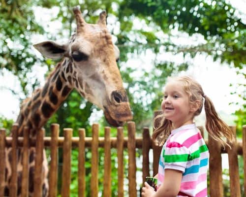 young girl and giraffe